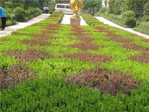 華曦園林 以一級資質(zhì)匠心打造鶴崗城市綠色名片